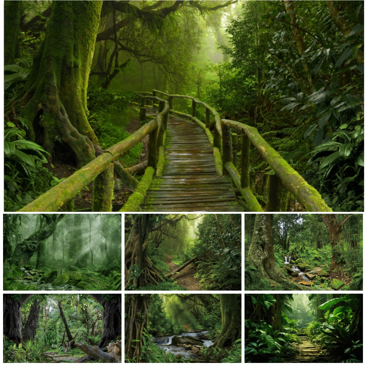 Tropical Rainforest Photograph - огляд і ціна Outdoor Adventure Background